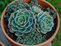 Image result for Micromeria imbricata