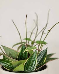 Image result for Mostuea microphylla