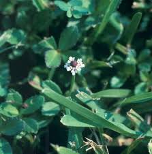 Image result for Lippia oatesii