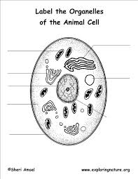 Different from other eukaryotic cells, such as plant cells, because they have no cell walls, and chloroplasts, and usually they have smaller vacuole, not. Label The Organelles Of The Animal Cell Diagram Quizlet
