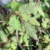 Image result for Aeschynomene tenuirama