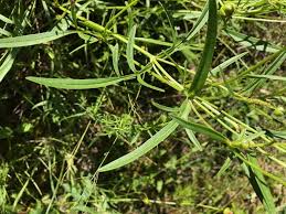 Image result for Cyathula lanceolata