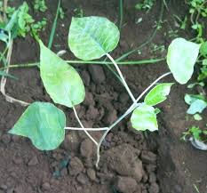 Image result for Croton megalocarpus