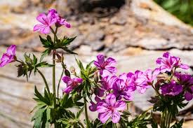 Image result for Geranium