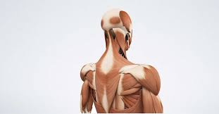 The neck muscles, including the sternocleidomastoid and the trapezius, are responsible for the gross motor movement in the muscular system of the head and neck. Why Neck Training Should Be A Priority For Athletes