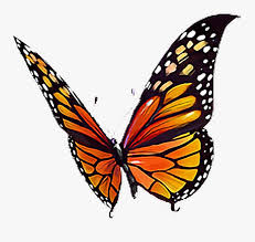 Maybe you would like to learn more about one of these? Butterfly Orange Black Yellow White Butterflylove Black Yellow And Orange Butterfly Hd Png Download Kindpng
