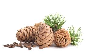 Regular application of cedarwood essential oil to the scalp will keep it toned, slow hair loss and thinning, and promote hair growth. The Best Uses Of Cedarwood Essential Oil Bonfire