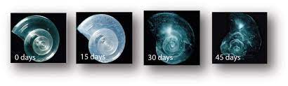 Acidification Effect On Plankton Earth 103 Earth In The Future