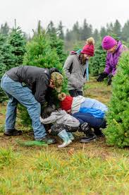 The christmas trees are marked in gradings in accordance with the european grading system, with a label colour for quality / height. Where To Get A Real Christmas Tree In Gwent And When To Put It Up South Wales Argus