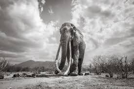 Tigers hunting Full-Grown Elephants ...