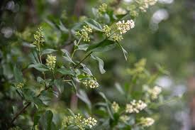 Maybe you would like to learn more about one of these? Privet Plant Care Growing Guide