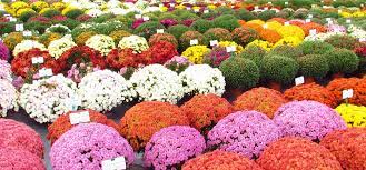 Chrysanthemum Varieties List Chrysanthemum Plant Chrysanthemum Flower Bonsai Flower