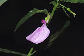 Image result for Afrohybanthus latifolius