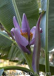 Image result for Musa ornata
