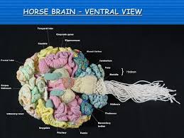 Difference between human and animal brain. Human Brain Ventral View