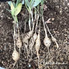 Image result for Ipomoea bolusiana