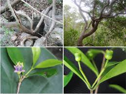 Image result for Memecylon sp. D