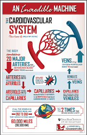Welcome To The Texas Heart Institute Heart Information Center Human Anatomy And Physiology Physiology Cardiovascular System