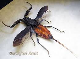 Wouldn't mind knowing a bit about water scorpions either. Real Big Water Scorpion Nepa In Museum Quality Shadowbox Weird Insects Bugs And Insects Insect Art