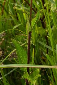 Image result for Adenostemma afrum