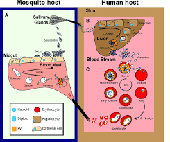 There are two types of malaria: The Malaria Parasite Life Cycle Schematic Representation Of The Insect Download Scientific Diagram