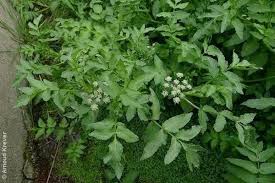 Image result for Berula erecta