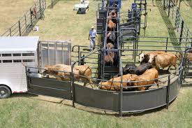 135 Degree Solid Sweep Cattle Ranching Cattle Facility Cattle Barn