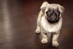 Pug Puppies for Sale | Lancaster Puppies