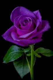 Alibaba.com offers 2,392 rose shower curtain products. Purple Rose Lila Rosen Rosen Kunst Schone Blumen