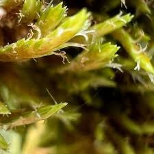 Image result for Cyperus dives