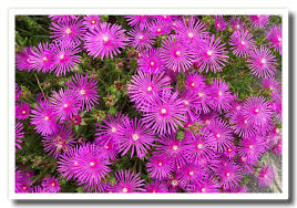 Risultati immagini per fiori di primavera