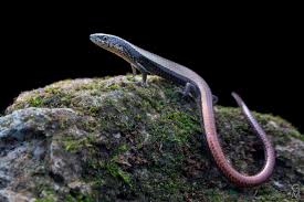 Image result for Loxodera bovonei