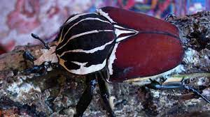 New horizons for the nintendo switch are worth selling, from the cheapest to the most expensive, by type and category, or check the menu for more guides! Goliath Beetle Animal Crossing New Leaf Wiki Fandom