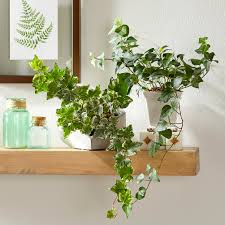 Pothos plants are one of the easiest, most commonly grown houseplants because of their laid back nature. Indoor Plants For Low Light Better Homes Gardens