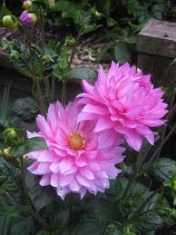 My First Attempt Growing Dahlias In New Zealand Beautiful Flowers Beautiful Pink Flowers Growing Dahlias
