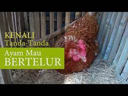 We did not find results for: Kenali Tanda Tanda Ayam Petelur Siap Bertelur Youtube