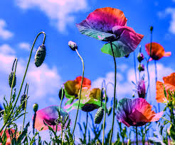 We did not find results for: Rainbow Poppies Flowers Free Image On Pixabay