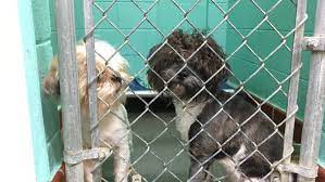 Find and adopt a pet on petfinder today. Adoption Lottery Planned After 22 Shih Tzu Dogs Rescued From Greensboro Home During Police Search Wfmynews2 Com