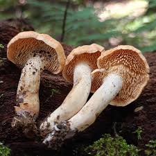 Image result for Dentinum repandum