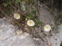 Image result for Convolvulus aschersonii