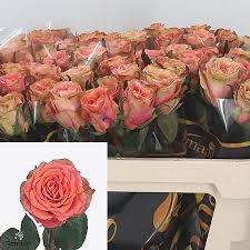 Check spelling or type a new query. Rose Love Pearl 70cm Wholesale Dutch Flowers Florist Supplies Uk