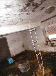 Problematischer wird die katzenhaltung in der wohnung wenn der mieter mehrere katzen (über zwei tiere) halten möchte. Durch Urin Und Kot Verschimmelte Wohnung Mit Katzenhaltung Landbote Info