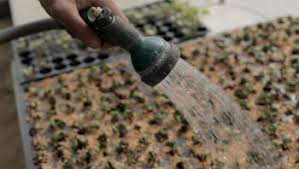 Power nozzle head circuit breaker reset switch button fits epic lux vacuums. Gardening Is Important But Seed Saving Is Crucial Civil Eats