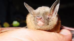 We did not find results for: New Zealand Bats Pekapeka Native Animal Conservation