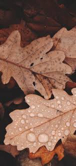 Epic Leaves Wallpaper Iphone X Wallpapers Iphone X Wallpapers Hd Best wallpaper apps for iphone 11!!