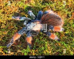 Image result for Emilia brachycephala