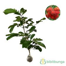 Maybe you would like to learn more about one of these? Tanaman Rambutan Binjai