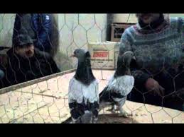 Efsane Guvercin Sevenler Dernegi Sincan Ankara Youtube