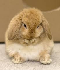 Would You Give Up Your Favorite Beauty Product If You Found Out It Was Tested On Animals Cute Baby Bunnies Cute Animals Cute Bunny