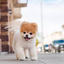 Download and use 10,000+ dog stock photos for free. Cute Dog Pics Aesthetic Novocom Top